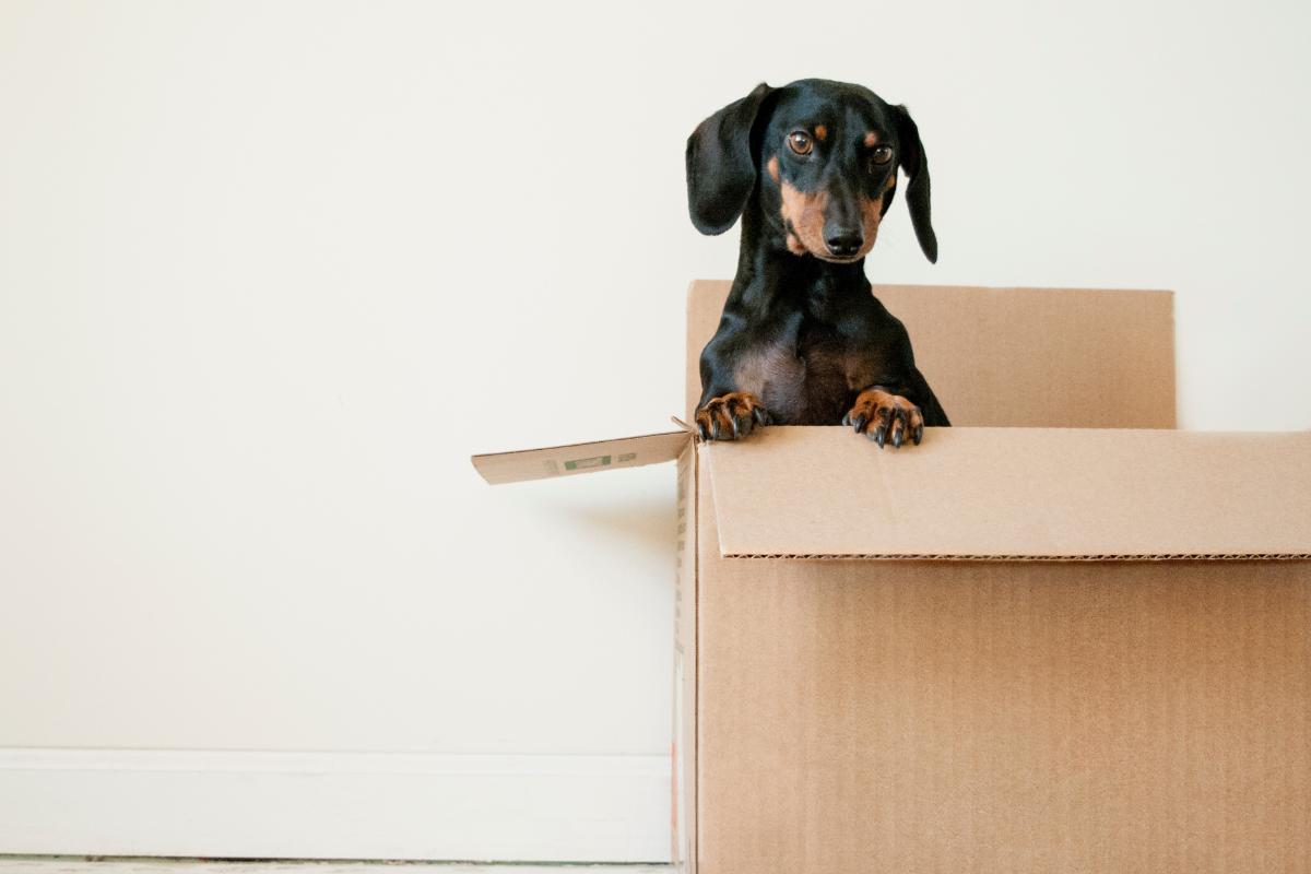 7 Ways To Make Your Rental Properties Pet-Friendly