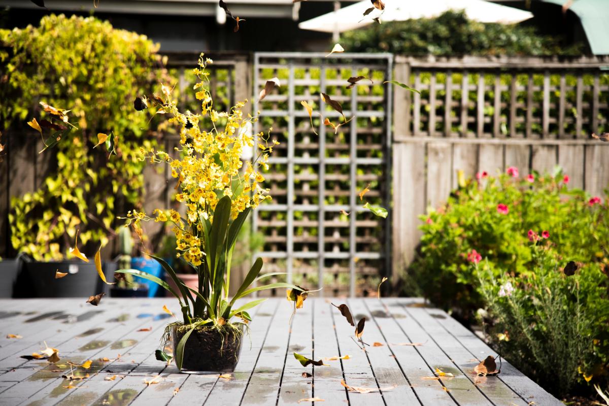 Gardening Disputes: Landlords & Tenants Responsibilities